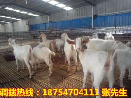 最新肉羊价格 肉羊多少钱斤