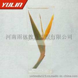 观赏类花卉标本鹤望兰浸制标本 保色浸制标本批发