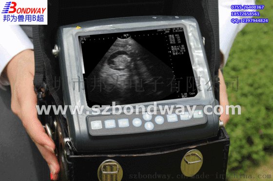 厂家供应宠物兽用B超 动物兽用B超 畜牧医疗设备 宠物医疗仪器 宠物B超
