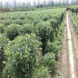 江苏5公分木槿公路绿化树苗批发价格