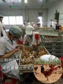 贵州土鸡苗价格；遵义哪里有土鸡苗厂家；求购遵义蛋鸡苗