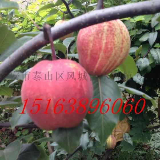 苗圃销售梨树苗 早酥红梨树苗 当年挂果 亩产值高