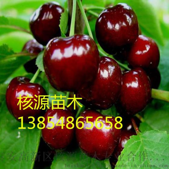 大樱桃树苗价格 矮化大樱桃苗 新品种果树苗