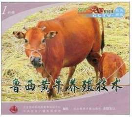 鲁西黄牛养殖技术视频大全育肥牛饲料配方发酵秸秆养牛技术视频