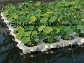 供应湿地生态浮岛最新技术/人工生态浮岛厂家价格