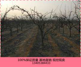苹果苗有什么品种？苹果苗怎么价格？
