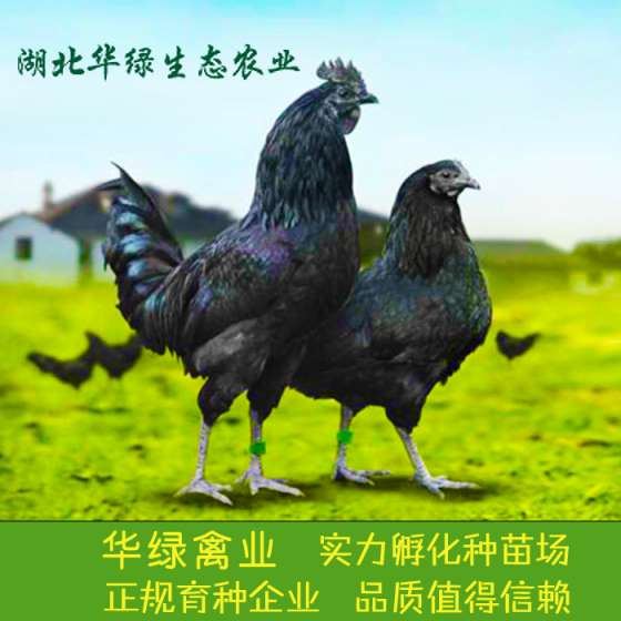 养殖创业就选华绿农业