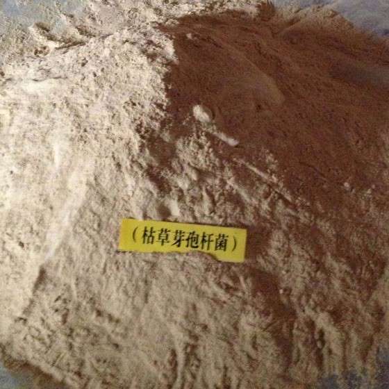 枯草芽孢杆菌 高效分解有机质 降低浓度