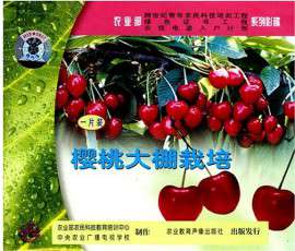樱桃种植技术视频大全大樱桃栽培修剪大棚樱桃树种植技术教程
