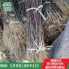 2017花椒芽苗多少钱一棵花椒芽苗基地批发价格哪里便宜