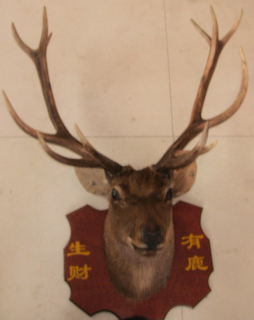 鹿头标本