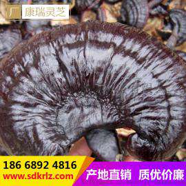 广西红灵芝今日价格 活灵芝养殖示范基地