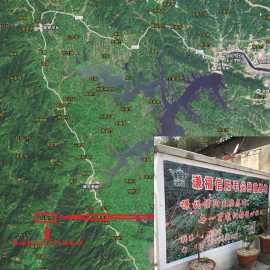 北京信阳毛尖夏茶