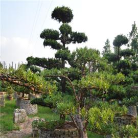 造型精品罗汉松基地花场直销