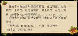 江口土鸡苗；江口附近哪里有土鸡苗；江口黑土鸡苗