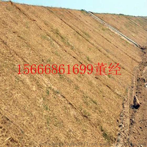 厂家直销绿化环保植生毯  有无草籽环保草毯 具有超强的抗旱 剪后再生能力