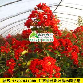 美国红火箭紫薇 美国三红紫薇 大红紫薇小苗红花紫薇苗 盆栽紫薇