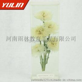 植物保色浸制标本 白菊花浸制标本直销