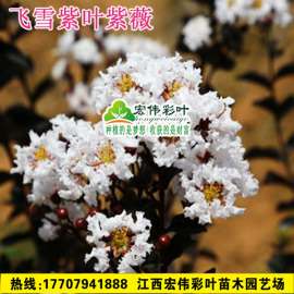 紫薇新品 双红紫薇 飞雪紫叶紫薇 银辉紫叶紫薇小苗大红紫薇 紫薇