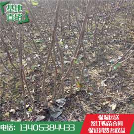 2017年m26矮化富士苹果苗价格 2017年m9t337矮化富士苹果苗价格