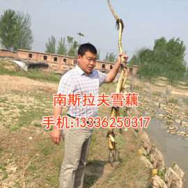 浅水莲藕种-鄂莲6号藕种批发