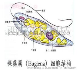 裸藻粉  100%绿色产品