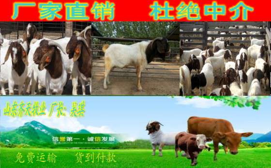 山东肉羊养殖场波尔山羊繁殖小母羊多少钱一只