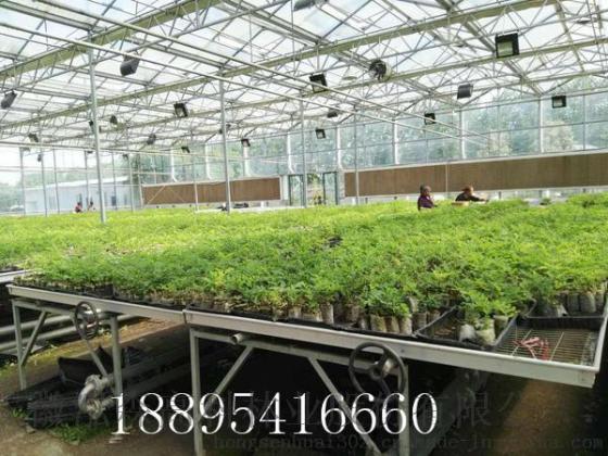 家里山地几千亩，种什么树好？泓森槐